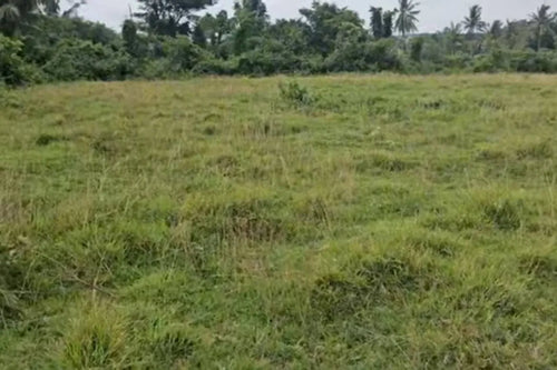 🌴 LOT FOR SALE – Barili, Cebu, Philippines 🇵🇭