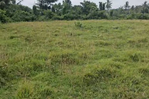 🌴 LOT FOR SALE – Barili, Cebu, Philippines 🇵🇭