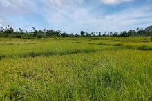 Load image into Gallery viewer, Lot for sale 32 hectares clean title flat terrain Ubay Bohol 100/sqm