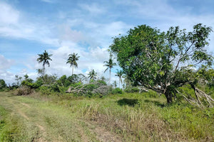 Lot for sale 32 hectares clean title flat terrain Ubay Bohol 100/sqm