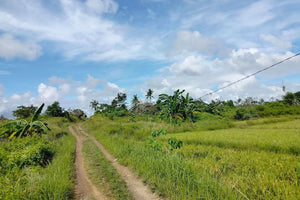 Lot for sale 32 hectares clean title flat terrain Ubay Bohol 100/sqm