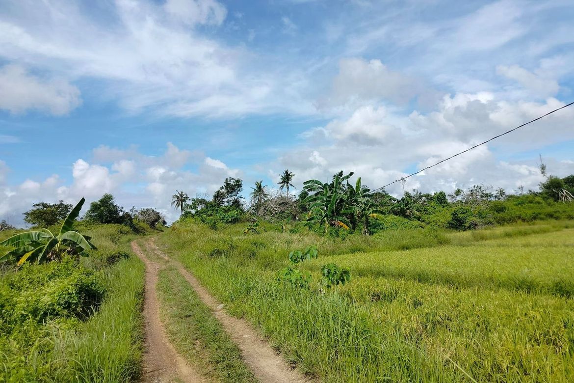 Lot for sale 32 hectares clean title flat terrain Ubay Bohol 100/sqm