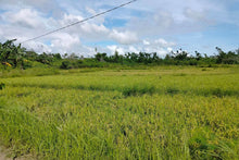 Load image into Gallery viewer, Lot for sale 32 hectares clean title flat terrain Ubay Bohol 100/sqm