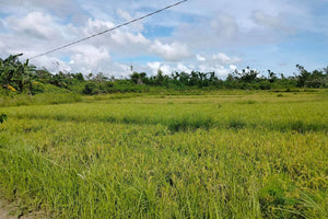 Lot for sale 32 hectares clean title flat terrain Ubay Bohol 100/sqm