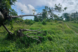 Lot for sale 32 hectares clean title flat terrain Ubay Bohol 100/sqm