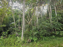 Load image into Gallery viewer, 7,243 sqm clean title for sale in Corella Bohol 500/sqm