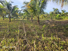 Load image into Gallery viewer, 11,762 sqm lot for sale with coconut trees at Tubigon Bohol