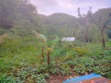 Load image into Gallery viewer, Beach lot for sale 1,500 sqm Guindulman Bohol 12m