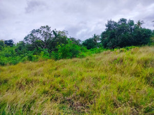 Lot for sale 2,400 sqm ready for title near white sand beaches Moalboal Cebu 3,500/sqm