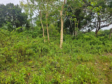 Load image into Gallery viewer, 🏝️ Lots for Sale – Panglao Island, Bohol, Philippines 🏝️ 7 Prime Residential Lots Available