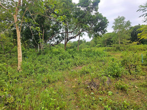 🏝️ Lots for Sale – Panglao Island, Bohol, Philippines 🏝️ 7 Prime Residential Lots Available