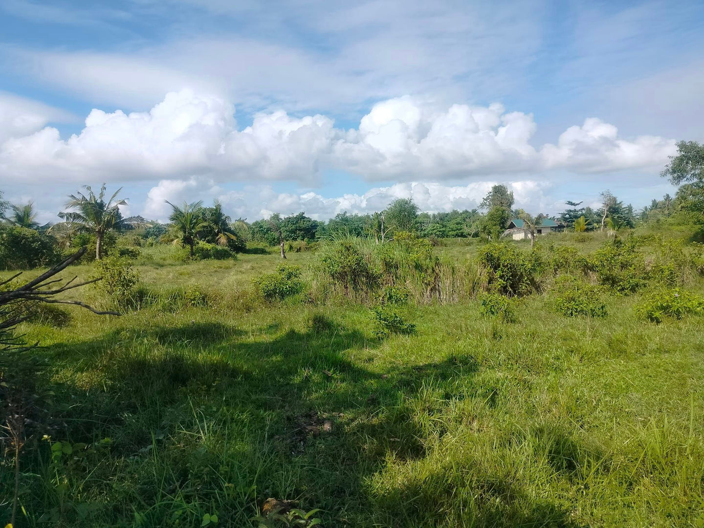 Lot for sale 16,029 sqm clean title with 60 mango trees  Ubay Bohol