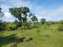 Load image into Gallery viewer, Lot for sale 16,029 sqm clean title with 60 mango trees  Ubay Bohol