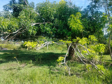 Load image into Gallery viewer, Lot for sale 16,029 sqm clean title with 60 mango trees  Ubay Bohol