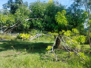 Lot for sale 16,029 sqm clean title with 60 mango trees  Ubay Bohol