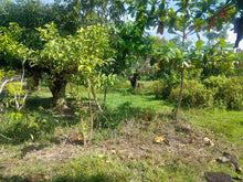 Load image into Gallery viewer, Lot for sale 16,029 sqm clean title with 60 mango trees  Ubay Bohol