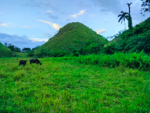 Lot for sale 88,000 sqm clean title Sagbayan Bohol 80/sqm negotiable