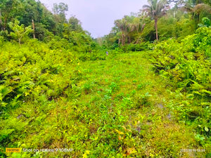 Lot for sale 30,000 sqm w/ river  Catigbian Bohol 100/sqm