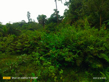 Load image into Gallery viewer, Lot for sale 30,000 sqm w/ river  Catigbian Bohol 100/sqm