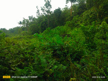 Load image into Gallery viewer, Lot for sale 30,000 sqm w/ river  Catigbian Bohol 100/sqm