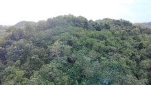 Load image into Gallery viewer, 88,000 sqm near town proper with abundant trees in Sagbayan Bohol