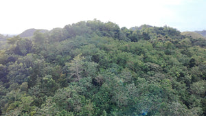 88,000 sqm near town proper with abundant trees in Sagbayan Bohol
