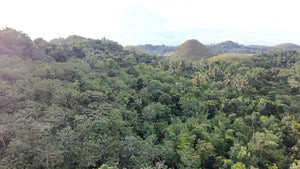 88,000 sqm near town proper with abundant trees in Sagbayan Bohol