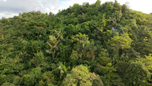 Load image into Gallery viewer, 88,000 sqm near town proper with abundant trees in Sagbayan Bohol