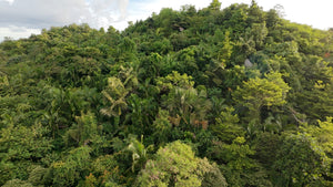 88,000 sqm near town proper with abundant trees in Sagbayan Bohol