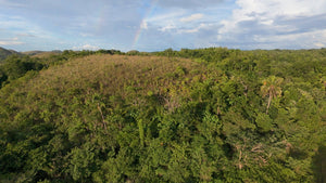 88,000 sqm near town proper with abundant trees in Sagbayan Bohol