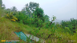 Lot for sale 25,000 sqm rolling terrain San Fernando Cebu 260/sqm negotiable