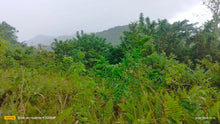 Load image into Gallery viewer, Lot for sale 25,000 sqm rolling terrain San Fernando Cebu 260/sqm negotiable