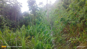 Lot for sale 25,000 sqm rolling terrain San Fernando Cebu 260/sqm negotiable