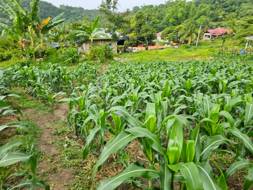 🌿 Lot for Sale – Sirao, Cebu City, Philippines