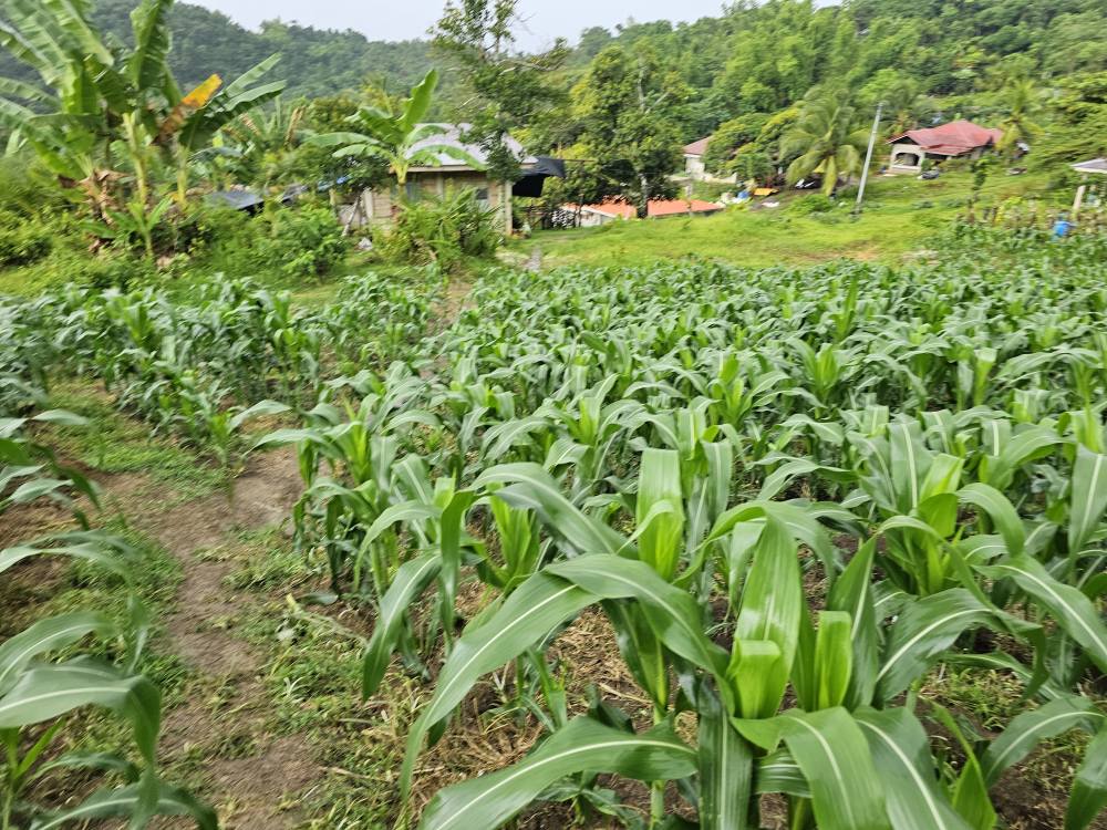 🌿 Lot for Sale – Sirao, Cebu City, Philippines