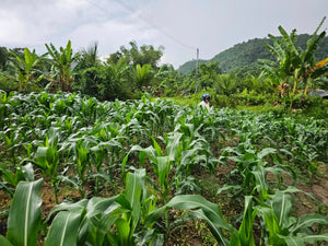 🌿 Lot for Sale – Sirao, Cebu City, Philippines