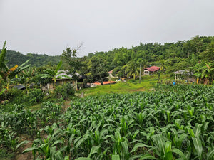 🌿 Lot for Sale – Sirao, Cebu City, Philippines