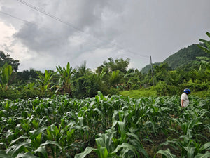 🌿 Lot for Sale – Sirao, Cebu City, Philippines