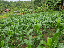 Load image into Gallery viewer, 🌿 Lot for Sale – Sirao, Cebu City, Philippines