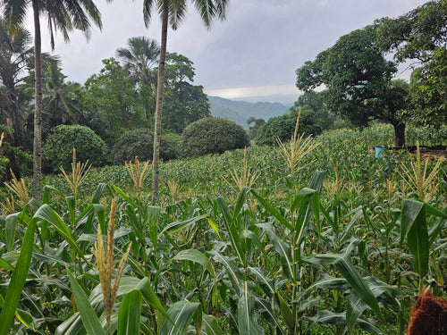 🌿 Lot for Sale – Sirao, Cebu City, Philippines