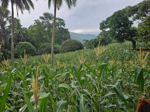 🌿 Lot for Sale – Sirao, Cebu City, Philippines