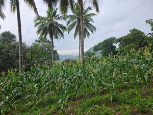 🌿 Lot for Sale – Sirao, Cebu City, Philippines