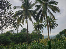 Load image into Gallery viewer, 🌿 Lot for Sale – Sirao, Cebu City, Philippines