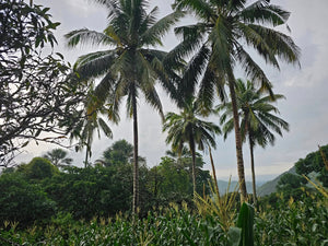 🌿 Lot for Sale – Sirao, Cebu City, Philippines