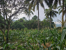 Load image into Gallery viewer, 🌿 Lot for Sale – Sirao, Cebu City, Philippines