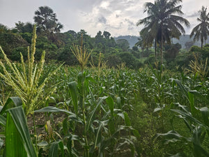 🌿 Lot for Sale – Sirao, Cebu City, Philippines
