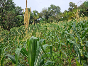 🌿 Lot for Sale – Sirao, Cebu City, Philippines