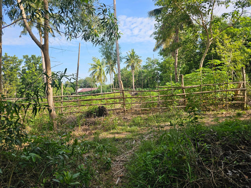 FOR SALE: 7,168 SQM LOT IN TALIBON, BOHOL – BESIDE FISH POND 🌾