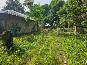 FOR SALE: 7,168 SQM LOT IN TALIBON, BOHOL – BESIDE FISH POND 🌾