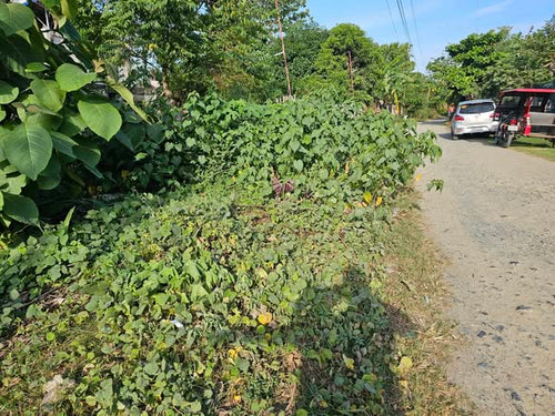 For Sale: 1,000 sqm Lot – Ideal for Boarding House or Commercial Use